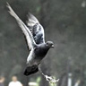 Bird Crapping